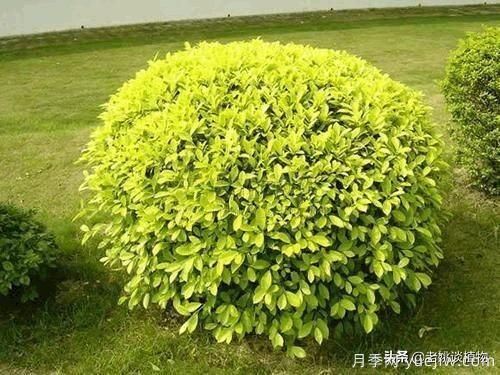 金葉女貞園林用途有哪些？(圖5)