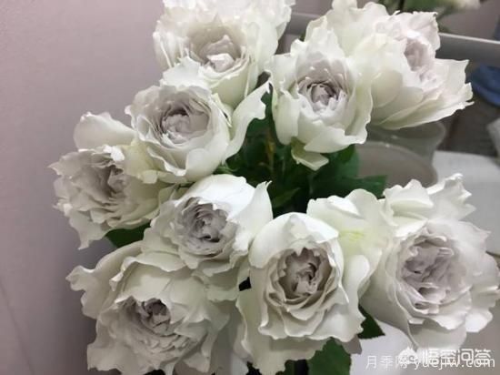 ***香的幾款月季品種是什么？(圖4)