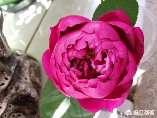 ***香的幾款月季品種是什么？(圖5)