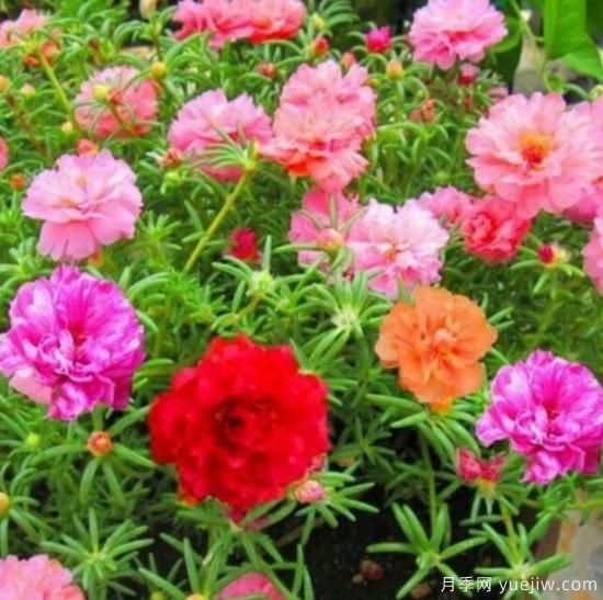 各種花卉對(duì)水的要求都是一樣的嗎？(圖1)