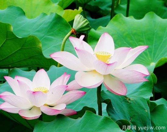 各種花卉對(duì)水的要求都是一樣的嗎？(圖3)