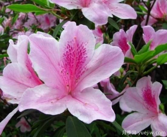 各種花卉對(duì)水的要求都是一樣的嗎？(圖5)