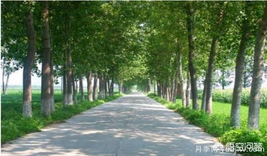 道路綠化苗木一般有哪些？(圖2)