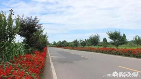 道路綠化苗木一般有哪些？(圖6)