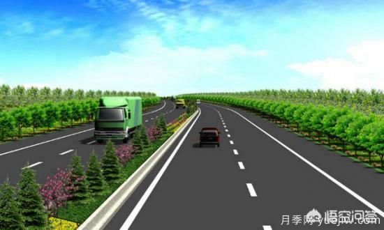 道路綠化苗木一般有哪些？(圖5)