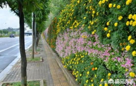 道路綠化苗木一般有哪些？(圖3)