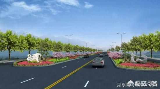 道路綠化苗木一般有哪些？(圖1)