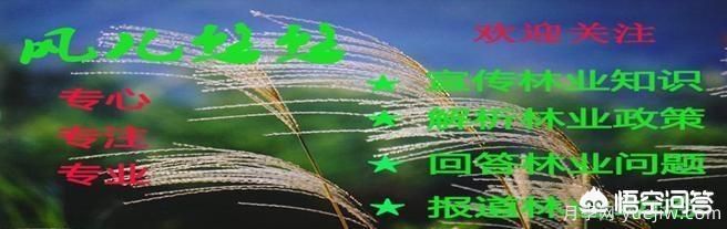 道路綠化苗木一般有哪些？(圖7)