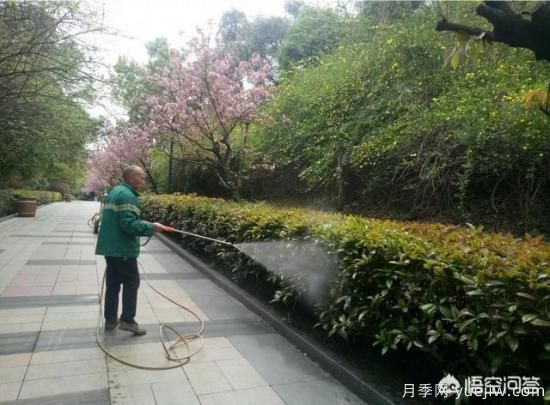 如何做園林的綠化養(yǎng)護(hù)工作？(圖1)