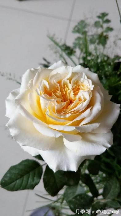 有哪些花友必備的月季花品種可以推薦下？(圖13)