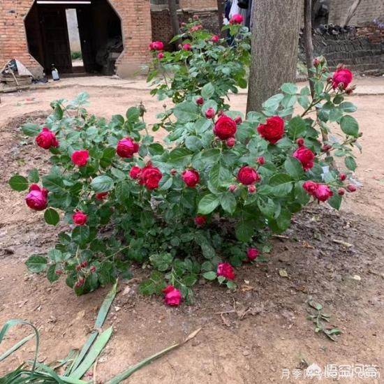 有哪些花友必備的月季花品種可以推薦下？(圖10)