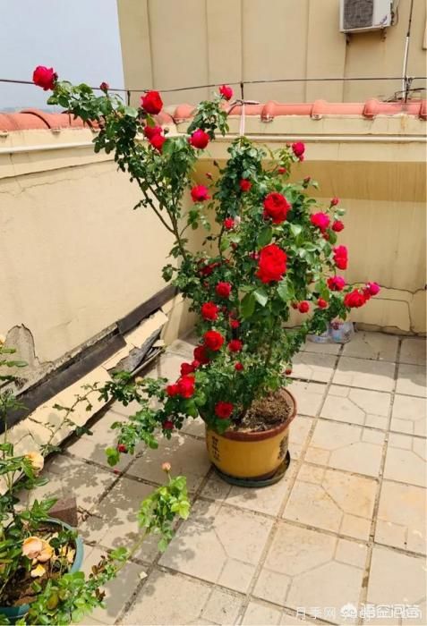 有哪些花友必備的月季花品種可以推薦下？(圖8)