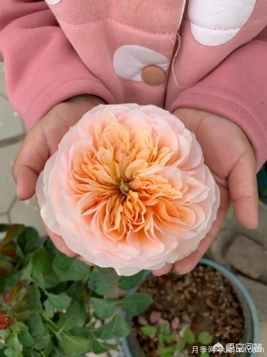 有哪些花友必備的月季花品種可以推薦下？(圖6)