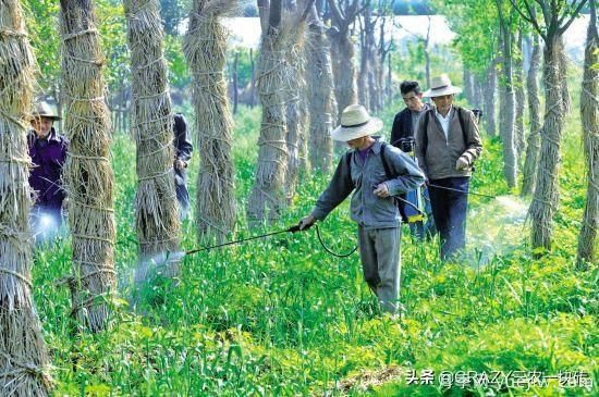 國外的園林綠化是怎么養(yǎng)護(hù)的？(圖5)