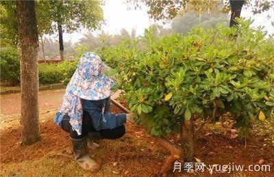 如何做園林的綠化養(yǎng)護(hù)工作？(圖5)