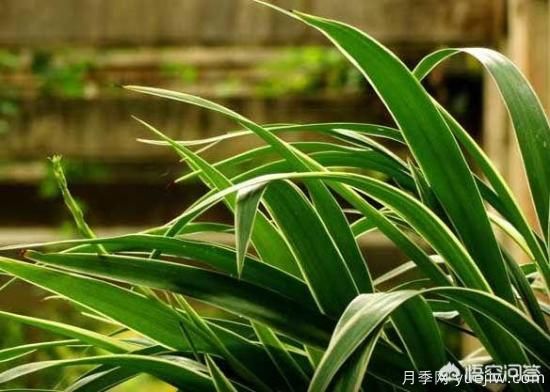 多年生的草本花卉品種的花有什么花？(圖1)