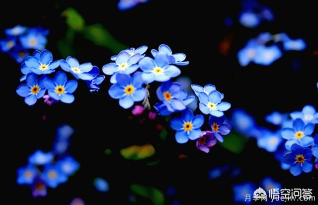 多年生的草本花卉品種的花有什么花？(圖4)