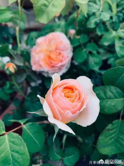 有哪些花友必備的月季花品種可以推薦下？(圖3)