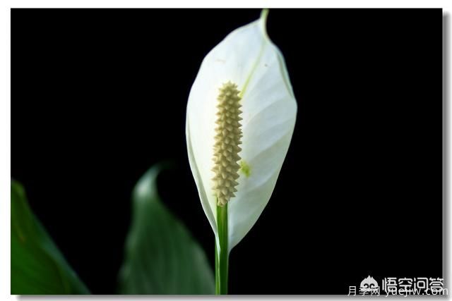 多年生的草本花卉品種的花有什么花？(圖5)