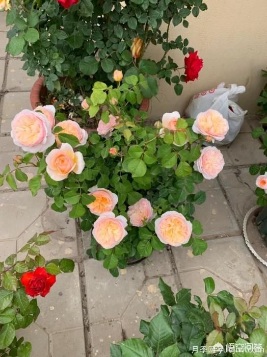 有哪些花友必備的月季花品種可以推薦下？(圖5)