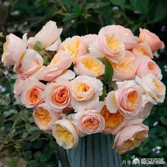 有哪些花友必備的月季花品種可以推薦下？(圖1)