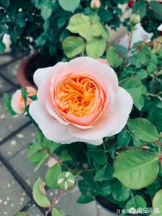 有哪些花友必備的月季花品種可以推薦下？(圖2)