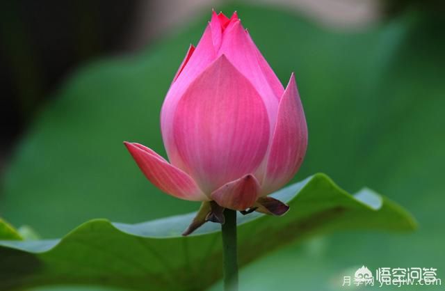 多年生的草本花卉品種的花有什么花？(圖6)