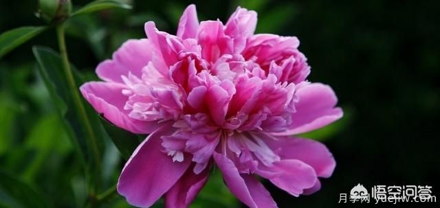 多年生的草本花卉品種的花有什么花？(圖8)