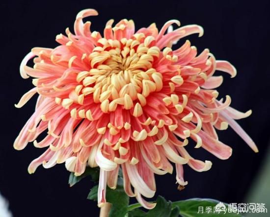 多年生的草本花卉品種的花有什么花？(圖7)