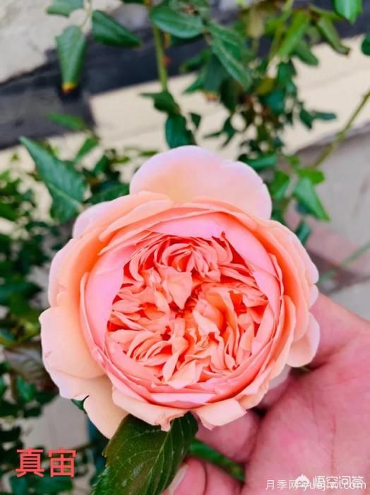 有哪些花友必備的月季花品種可以推薦下？(圖11)