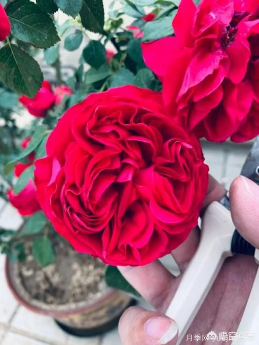 有哪些花友必備的月季花品種可以推薦下？(圖7)
