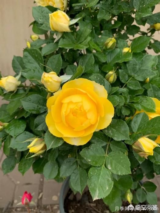 有哪些花友必備的月季花品種可以推薦下？(圖20)