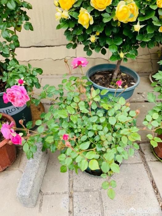 有哪些花友必備的月季花品種可以推薦下？(圖16)