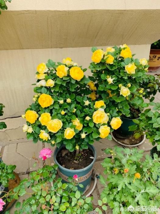 有哪些花友必備的月季花品種可以推薦下？(圖19)