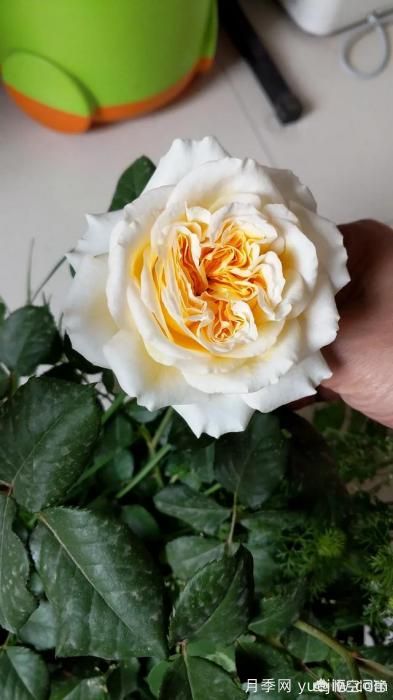 有哪些花友必備的月季花品種可以推薦下？(圖14)