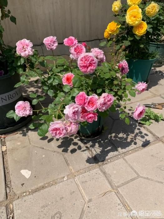 有哪些花友必備的月季花品種可以推薦下？(圖18)
