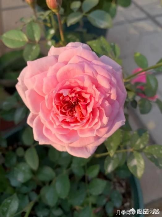 有哪些花友必備的月季花品種可以推薦下？(圖17)