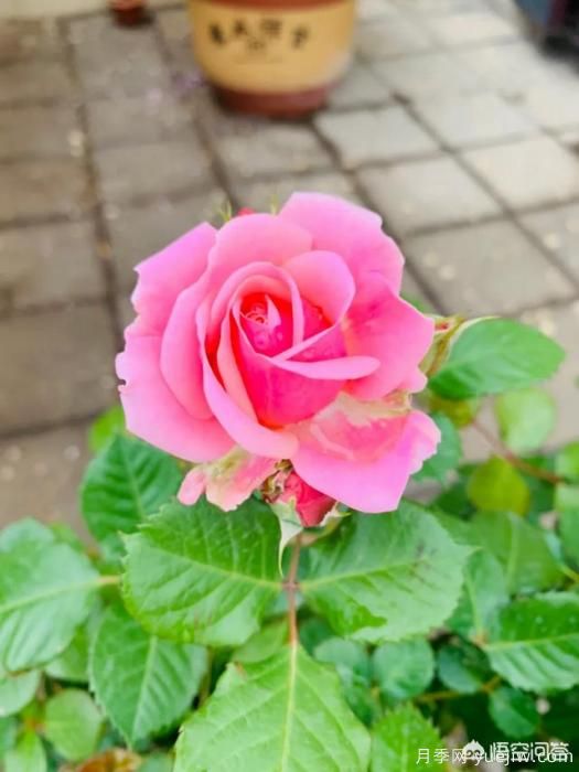 有哪些花友必備的月季花品種可以推薦下？(圖25)