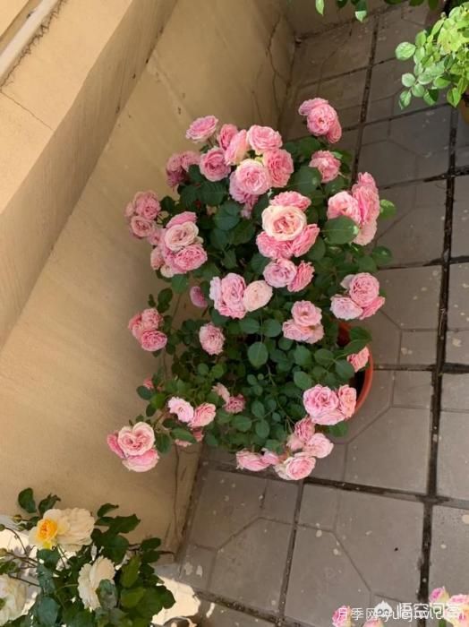 有哪些花友必備的月季花品種可以推薦下？(圖24)