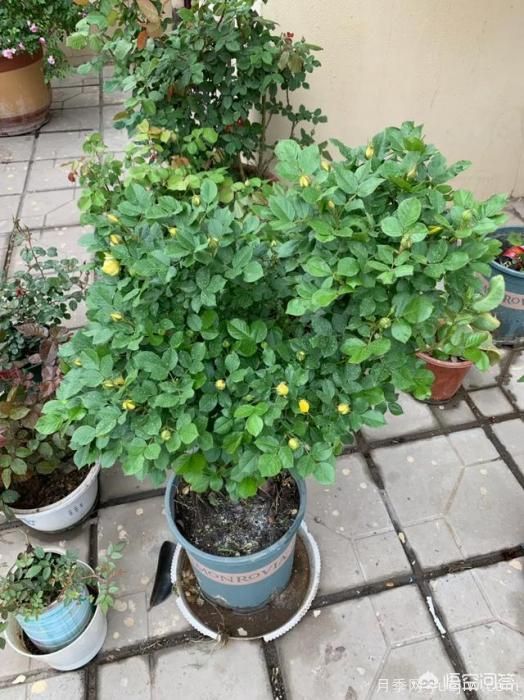 有哪些花友必備的月季花品種可以推薦下？(圖21)
