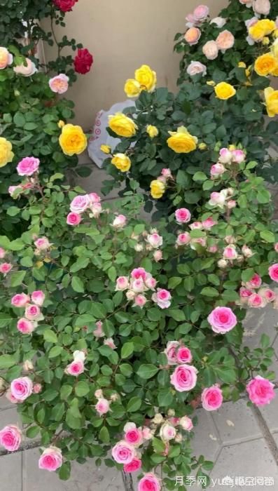 有哪些花友必備的月季花品種可以推薦下？(圖30)