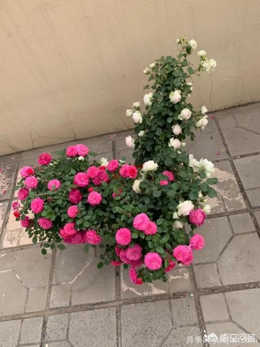 有哪些花友必備的月季花品種可以推薦下？(圖31)