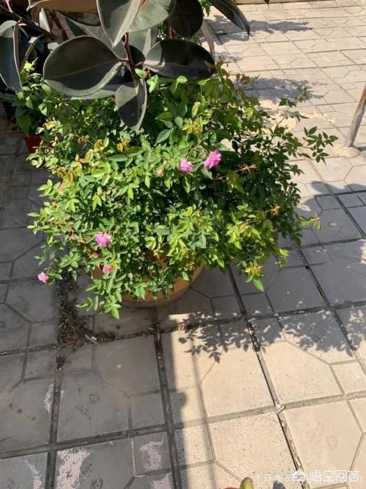 有哪些花友必備的月季花品種可以推薦下？(圖26)