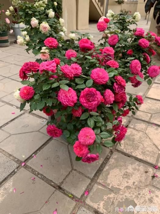 有哪些花友必備的月季花品種可以推薦下？(圖32)