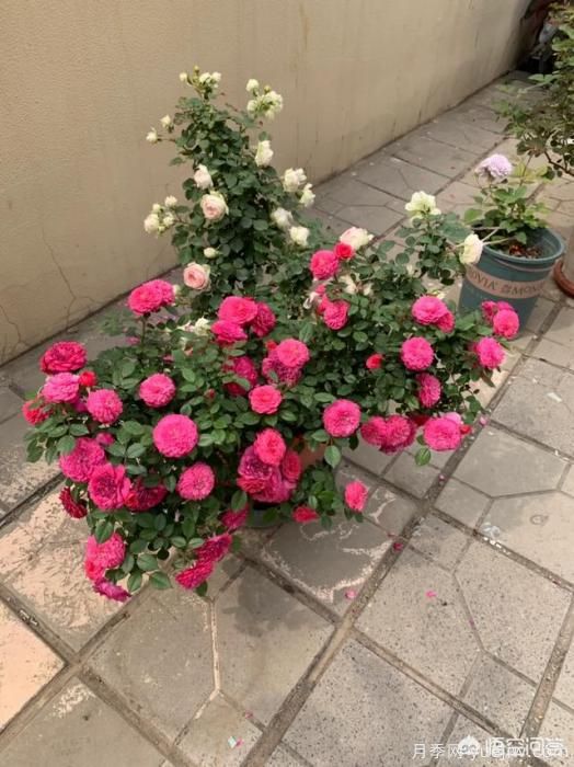 有哪些花友必備的月季花品種可以推薦下？(圖34)