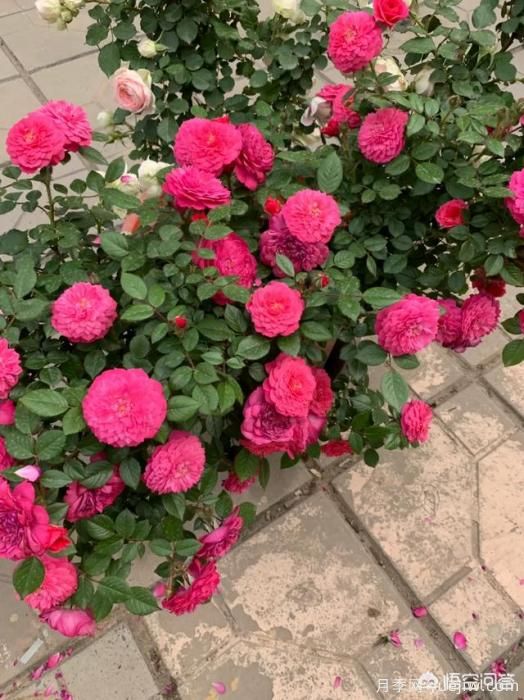 有哪些花友必備的月季花品種可以推薦下？(圖33)