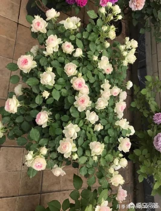 有哪些花友必備的月季花品種可以推薦下？(圖37)