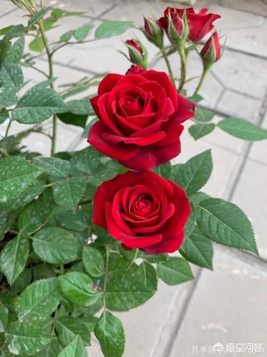 有哪些花友必備的月季花品種可以推薦下？(圖39)