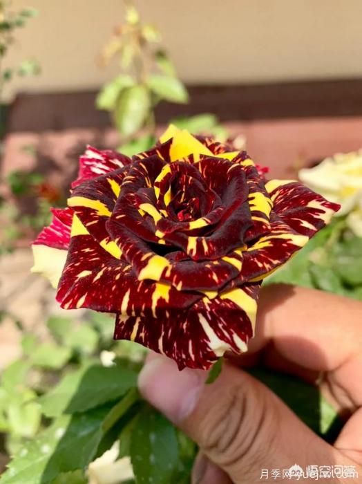 有哪些花友必備的月季花品種可以推薦下？(圖43)