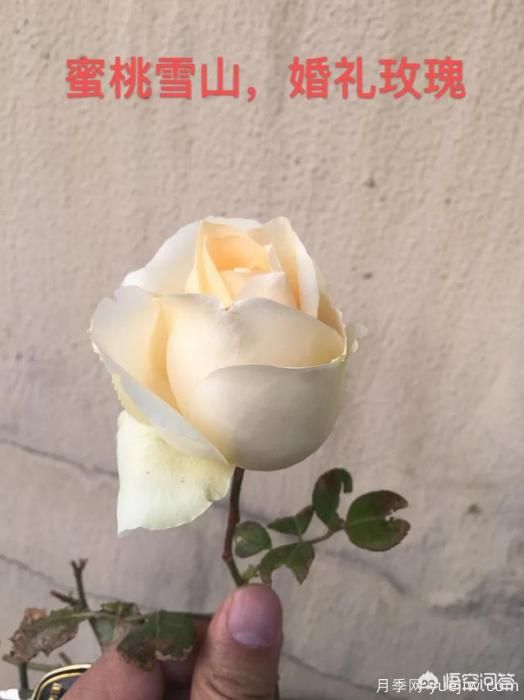有哪些花友必備的月季花品種可以推薦下？(圖42)